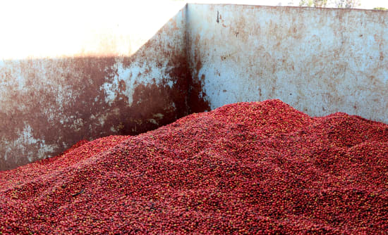 Kenya - Kichwa Tembo 12oz