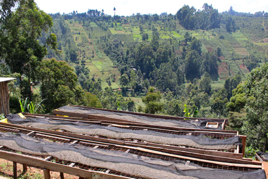 Kenya - Kichwa Tembo 12oz