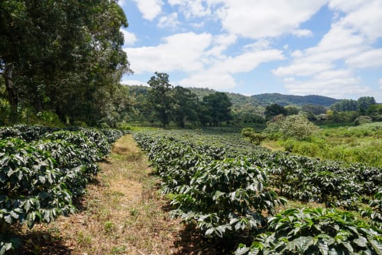 Tanzania Peaberry 12oz