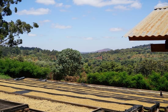 Tanzania Peaberry 12oz