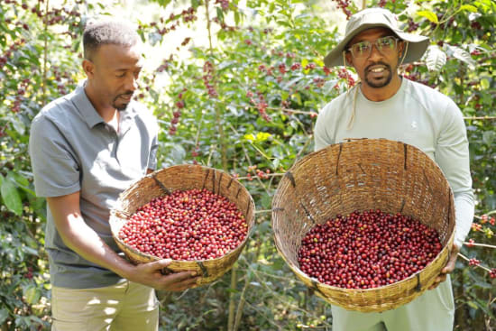 Ethiopia - Organic Guji 12oz