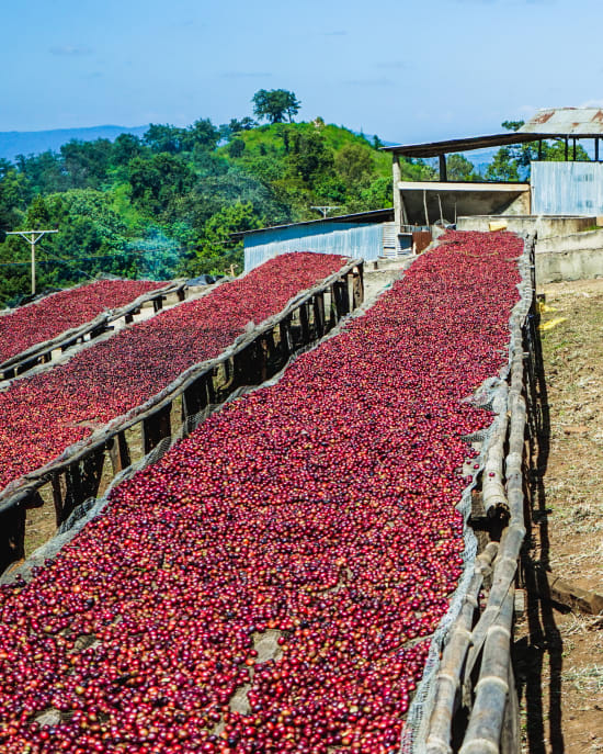 Ethiopia - Organic Guji 12oz