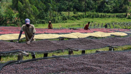 Burundi- Masha Kayanza Honey Washed 12oz