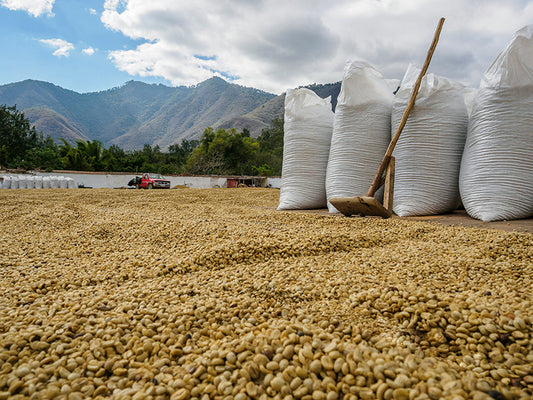 Natural vs. Washed: How Coffee Processing Shapes Your Cup