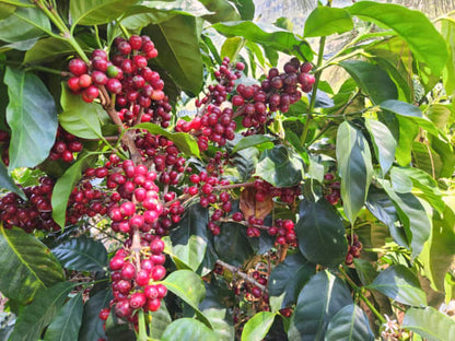 Honduras Finca El Matazano