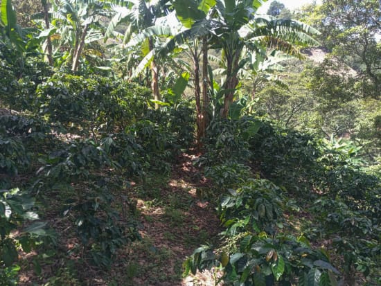 Honduras Finca El Matazano