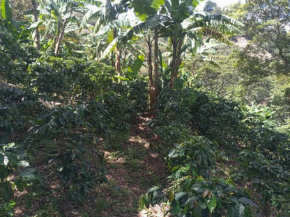 Honduras Finca El Matazano