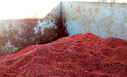 Kenya - 	Kichwa Tembo 12oz